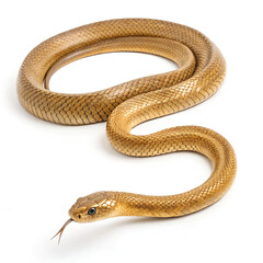 Obraz premium Golden snake on isolated white background.png
