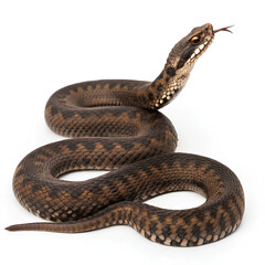 Obraz premium Big vipera seoanei snake on isolated white background, Clipping path