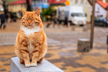 Fototapeta premium An orange cat sits gracefully on a gray pedestal observing the bustling activity of a colorful street filled with shops people and greenery in the background