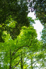 宮崎県宮崎市にある平和台公園の風景