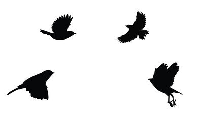 Obraz premium Flying Zitting Cisticola Bird Silhouette Design And Vector Illustration. 