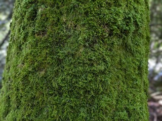 Entodon seductrix, seductive entodon moss. Round-stem silk moss  on the trunk of an old tree