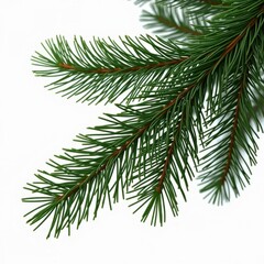 Obraz premium Green pine tree branches on white background, detailed image of needles