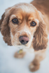 Close up, wide-angle portrait of an orange cocker spaniel. Soulful eyes on a family pet.