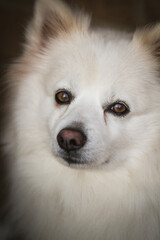Close up photograph of a small white dog with soulful eyes. Stoic family pet.