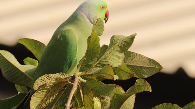 Green Parrot on the in morning light- singla of indian parrot sitting on guava tree and eating guava. Beautiful indian green parrot. Indian Ringneck Parakeet with selective focus background.