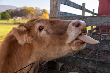 Farm cow stretching its tongue through a fence, surrounded by natural beauty and autumn colors.