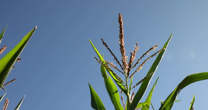 top corn in the field during flowering and pollination, beautiful sprouts with corn flowers during the pollination process to produce food