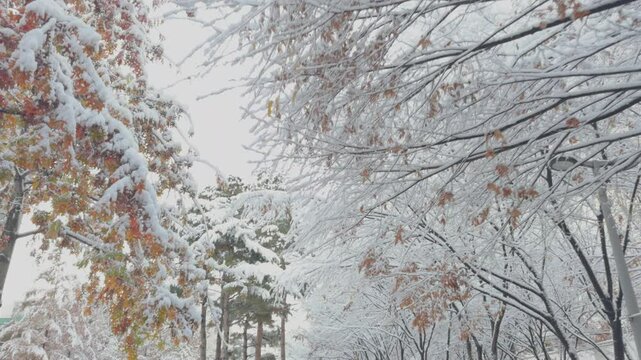 Snow-Covered Trees in a Serene Winter Park.