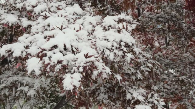 Snow Falling on Trees in a Winter Park.
