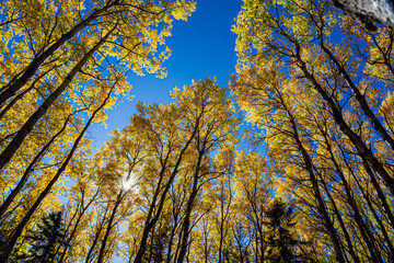 Fototapeta premium A forest with many trees and a bright blue sky