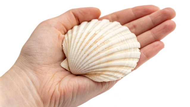 hand holding a seashell