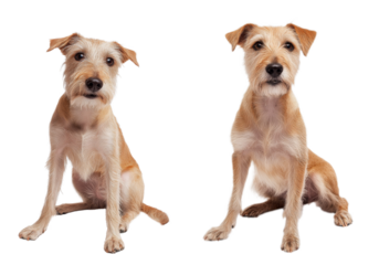 High-Quality PNG Mixed Breed Large Scruffy Dog Isolated on White Background – High Resolution
