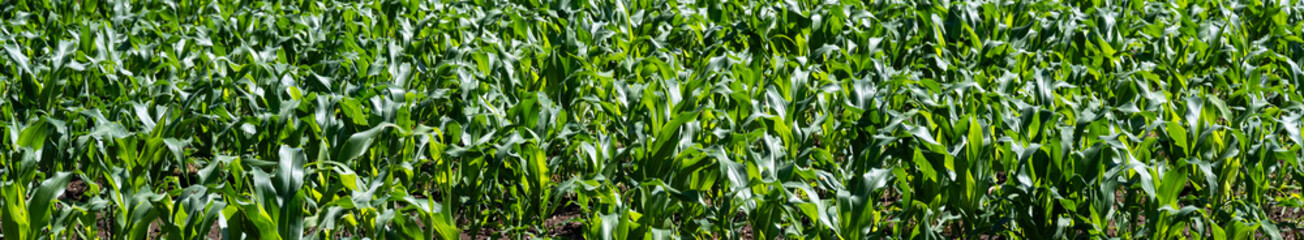 Obraz premium Farm field planted with corn and growing in the summer sun, rural agriculture and food production background 