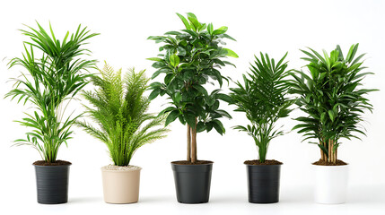 Fototapeta premium Minimalist potted plants arranged on a white background emphasizing indoor decor elements 