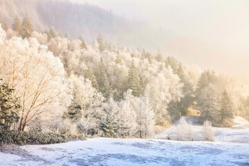 冠雪の北アルプスの乗鞍高原の樹氷