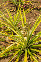 A bunch of green and yellow plants with a brown tip
