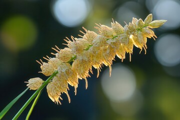 Fototapeta premium Close-up of a flowering plant with delicate yellow blooms.