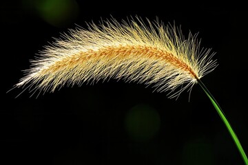 Close-up of a golden grass spike against a dark background.