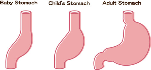 赤ちゃんの胃のサイズ、Baby Stomach