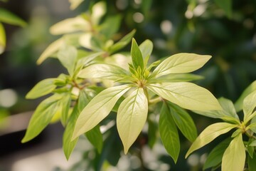 Obraz premium Close-up of vibrant green leaves on a plant.
