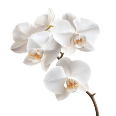 Obraz premium Elegant white orchids with delicate petals arranged harmoniously, showcasing their beauty and intricate details.