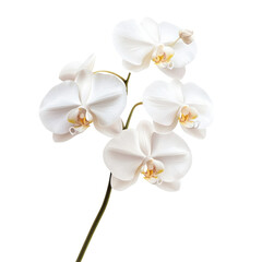 Obraz premium A delicate white orchid with multiple blooms showcasing intricate petals and subtle golden accents.