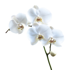 Obraz premium A delicate arrangement of white orchid flowers with soft petals and a hint of yellow in the center.