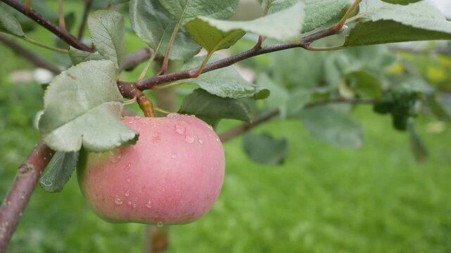 Pink ripe fruit with drops of dew or rain, leaves hangs on branch swaying from breeze. Juicy apple tree fruitage in garden, farm. Harvest time. Vegetarian, vegan, dietary plant food. 4K UHD 2160p