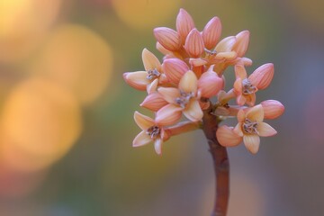 Delicate pink flowers blooming with a soft background.