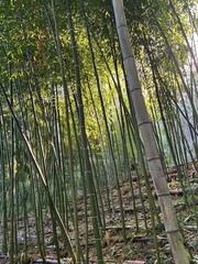 Fototapeta premium bamboo forest in the morning