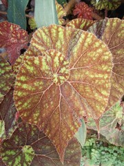 red and yellow leaves