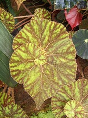 autumn leaves background