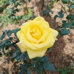 yellow rose in the garden