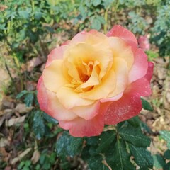 yellow rose in garden