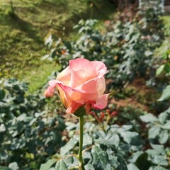pink roses in garden