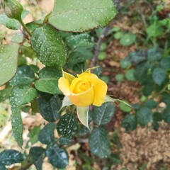 yellow rose in the garden