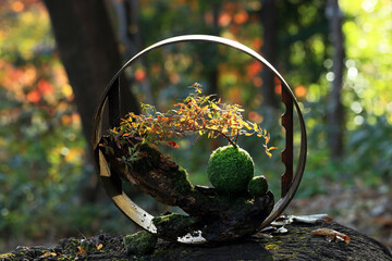 苔玉に植え付けたユキヤナギが紅葉した苔盆栽