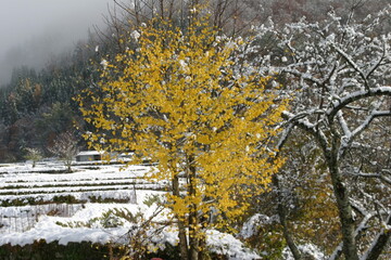 強く耐え残る紅葉（日本）飛騨高山。