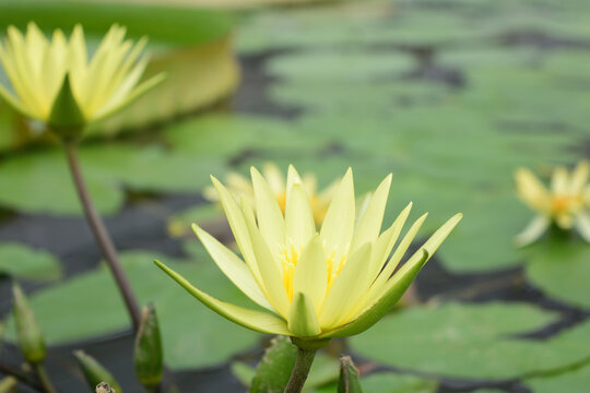 ビニールハウス 植物