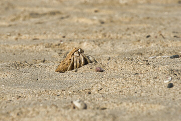 A crab running on the stones on a beach in Egypt