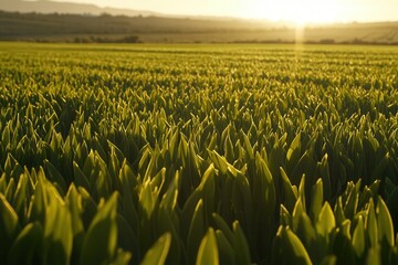 Lush green field at sunset, capturing nature's beauty.