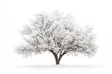 Fototapeta premium Snow-covered tree isolated on white background.