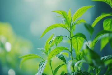 Obraz premium Lush green leaves illuminated in soft light.