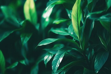 Obraz premium Lush green leaves with a glossy texture.