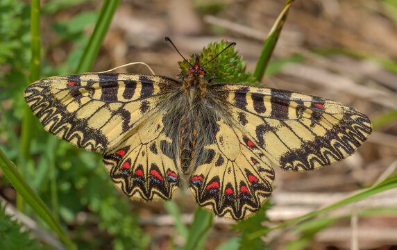 Zerynthia cassandra
