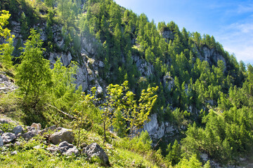 Side of a hill with rocks and green trees on a spring day near the Eagle's Nest in the Bavarian Alps of Germany.