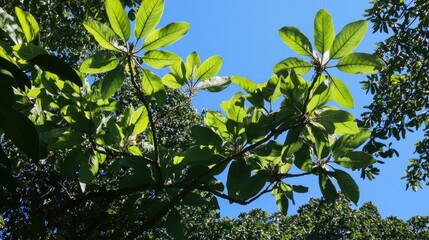 Obraz premium Sunlight Filtering Through Lush Foliage