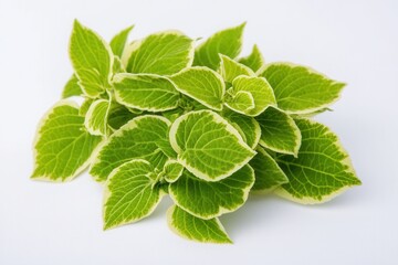 A cluster of vibrant green and white leaves.