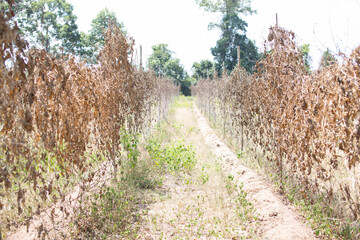 The leaves are withering in rows due to cultivation.